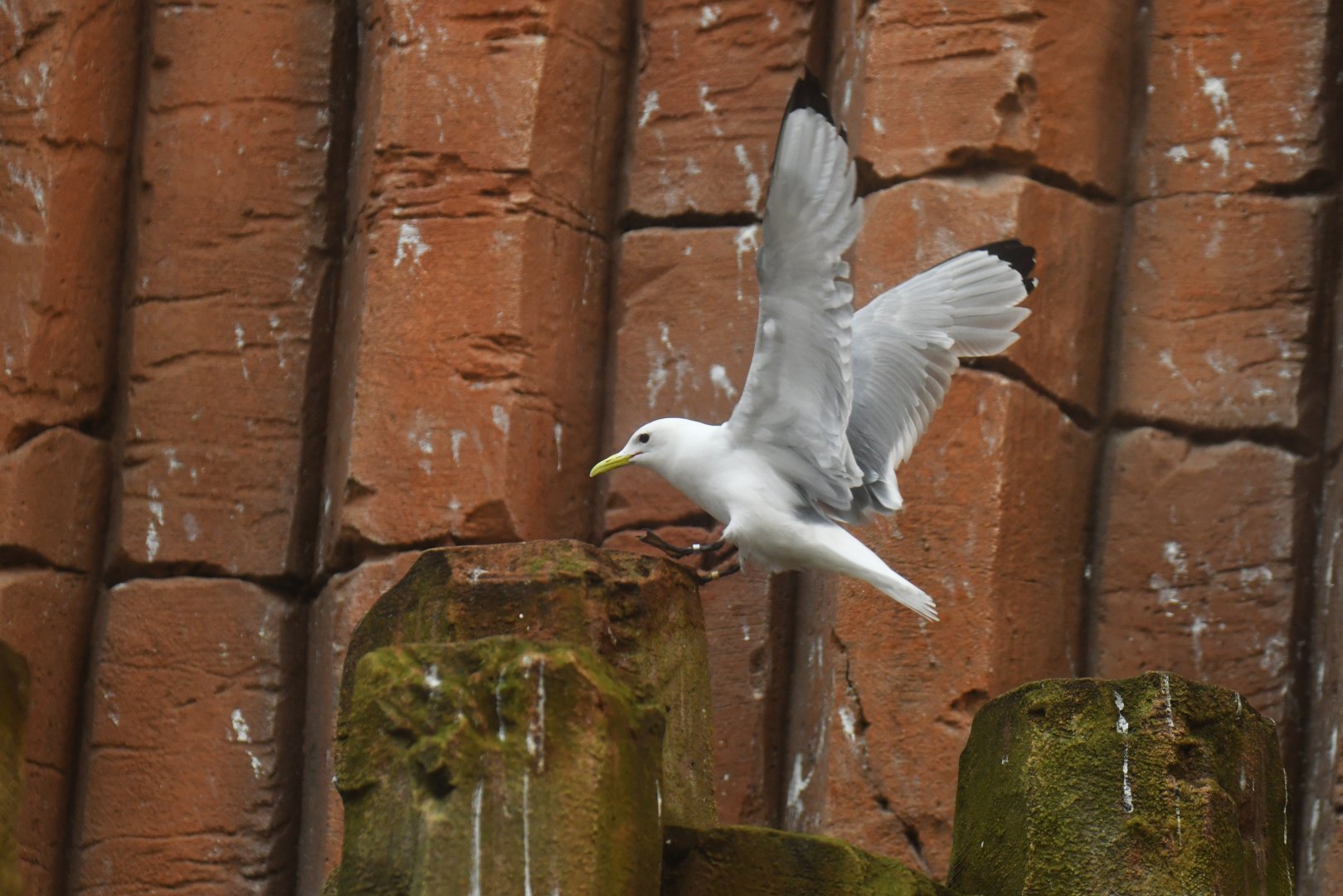 Black-legged Kittiwake Rissa tridactyla