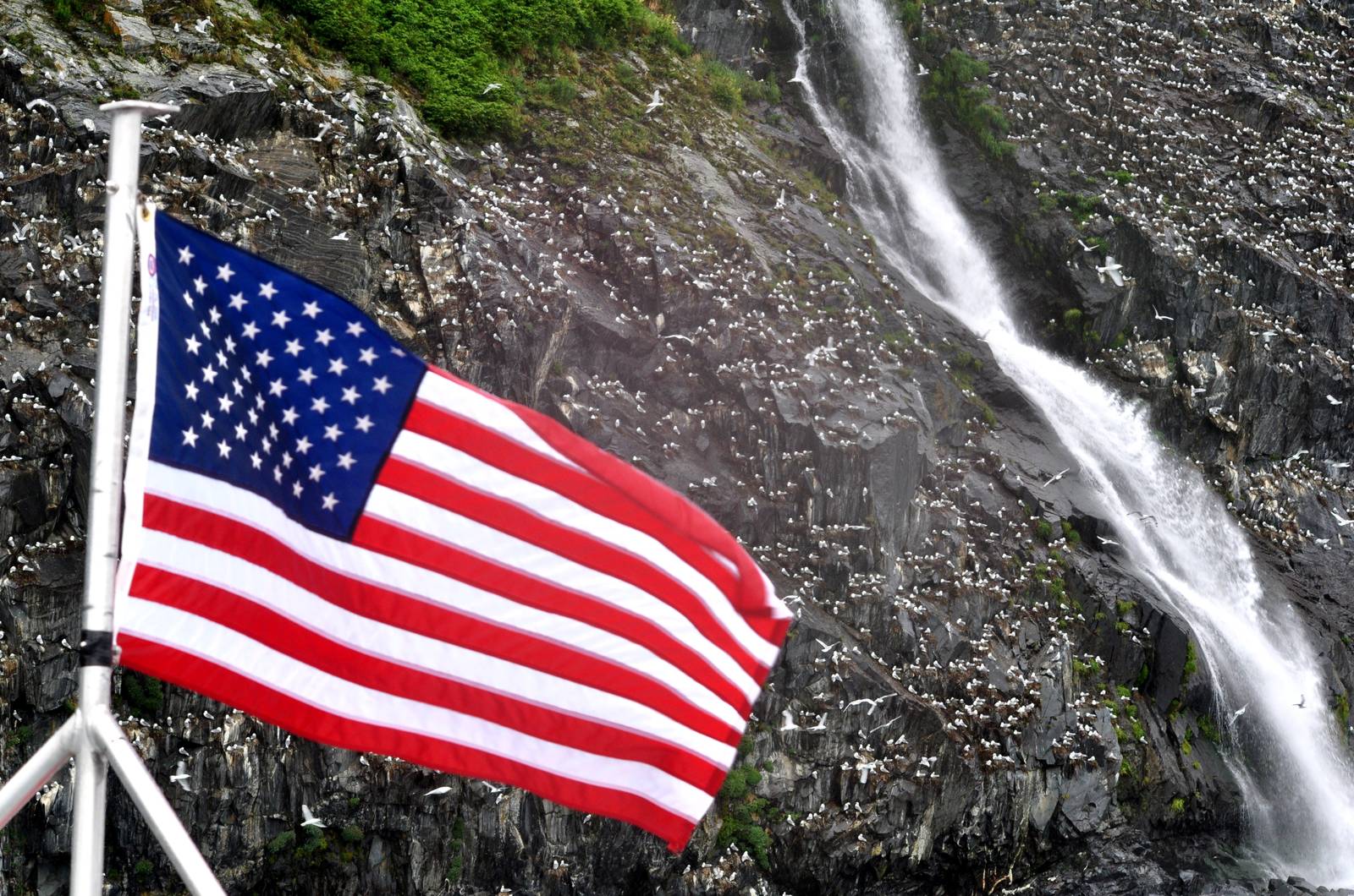 Black-legged Kittiwake rookery