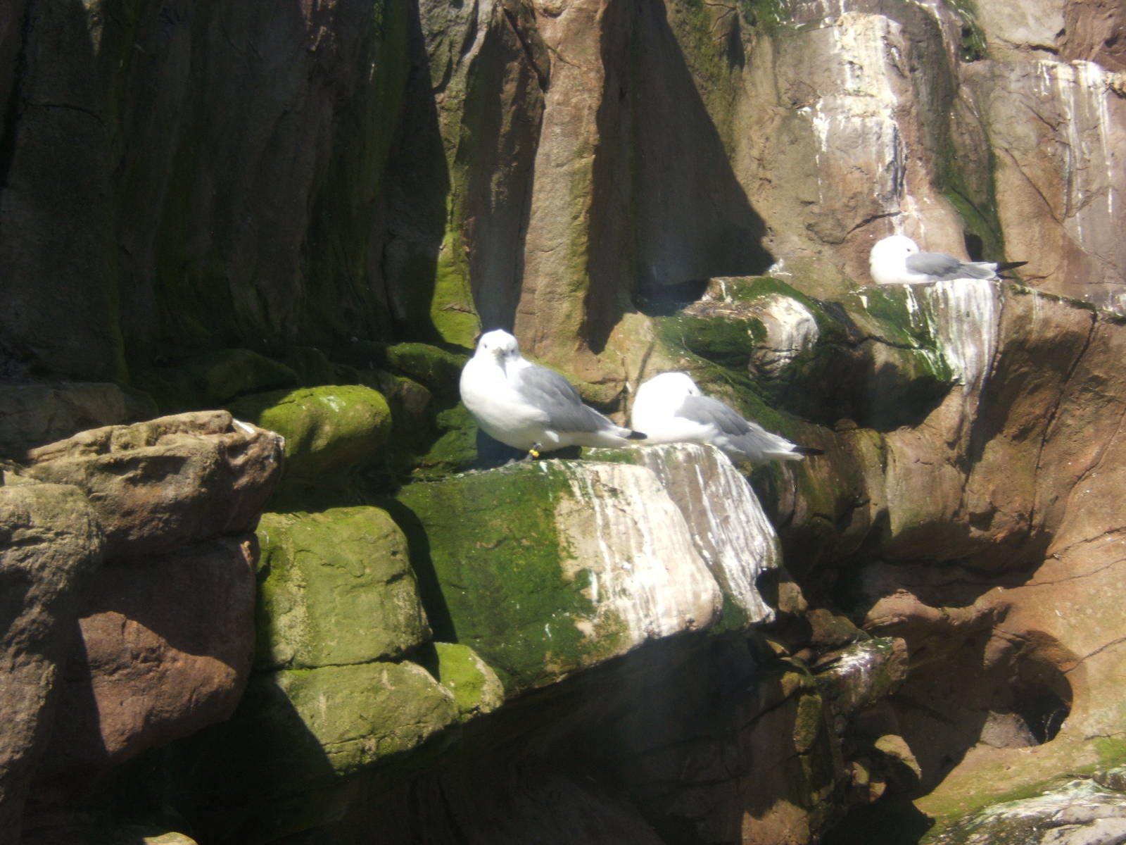 Black-legged Kittiwake`s