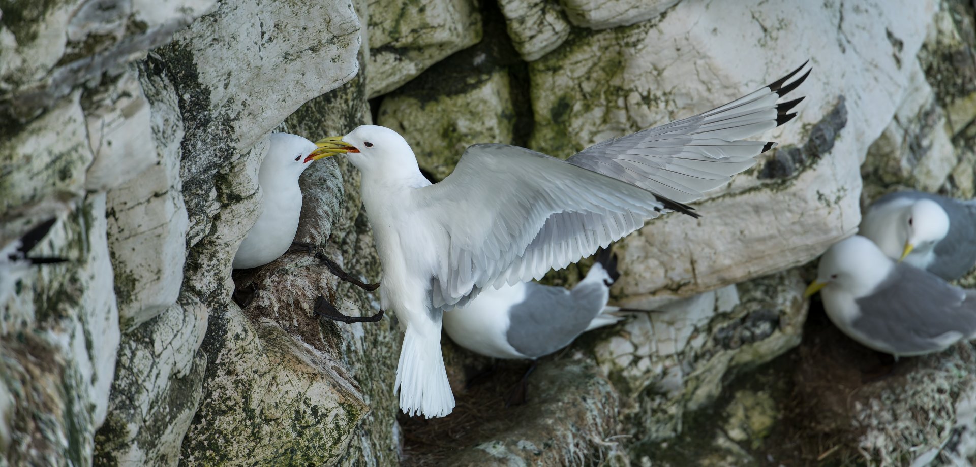 Black Legged Kittiwake (wild) UK