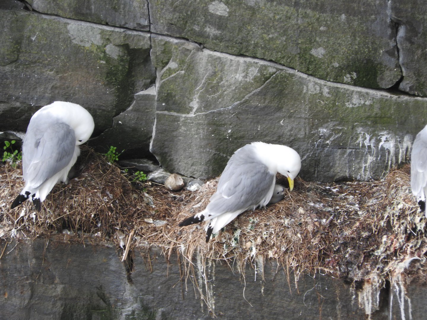 Black-legged Kittiwake with chick