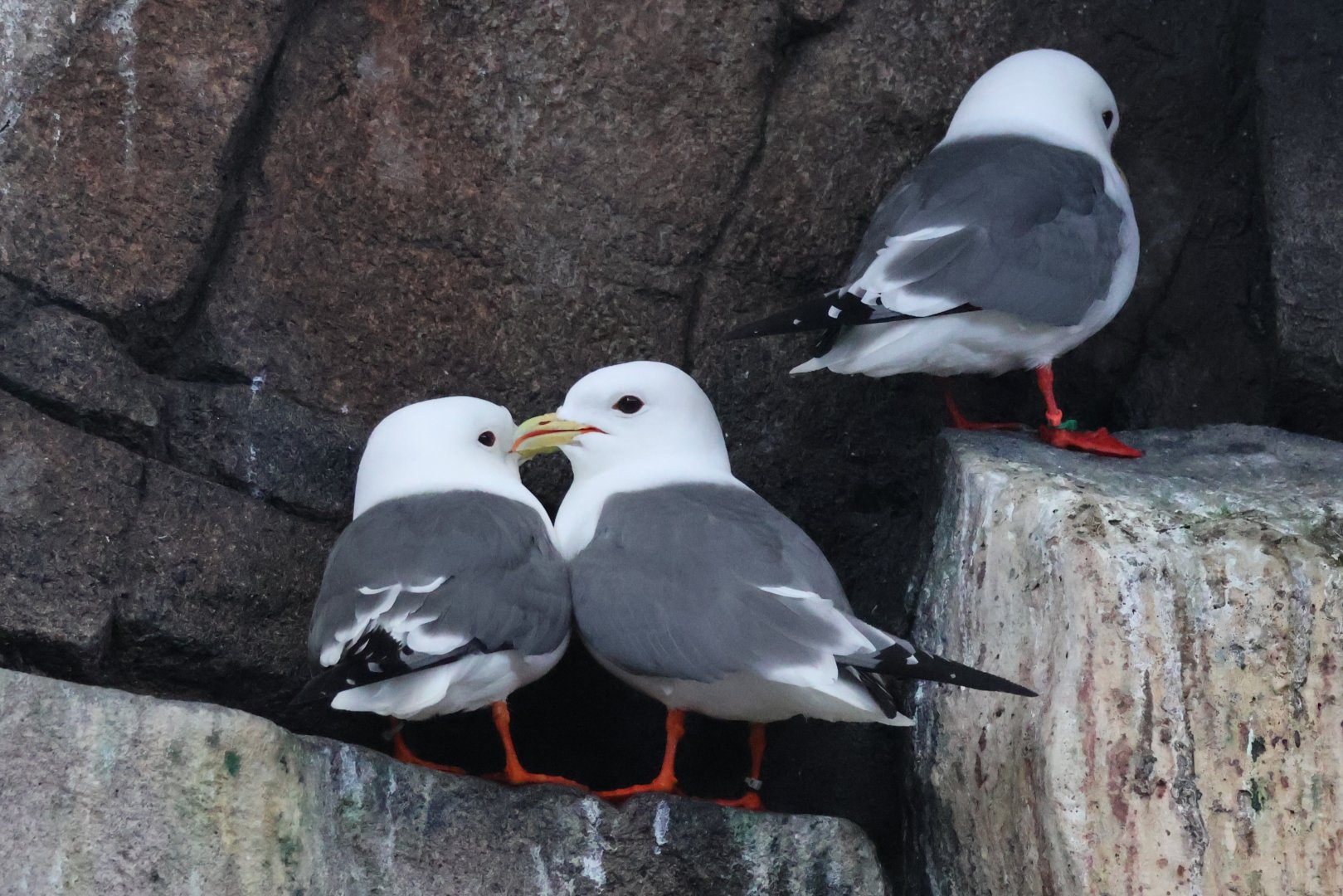 Black Legged Kittiwake