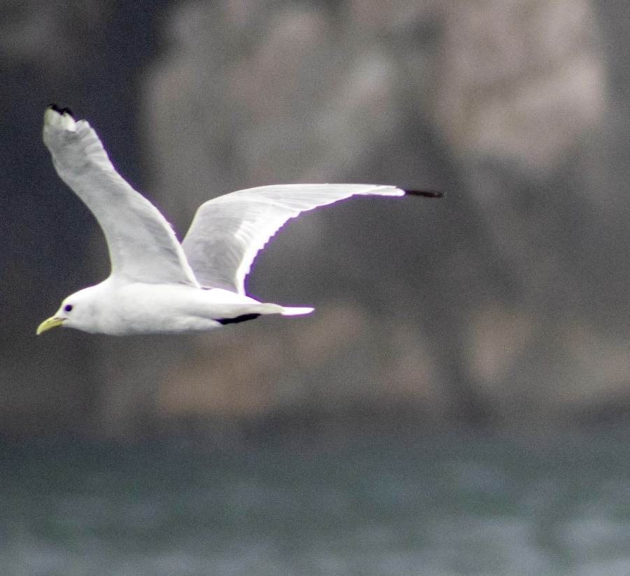 Black-legged Kittiwake