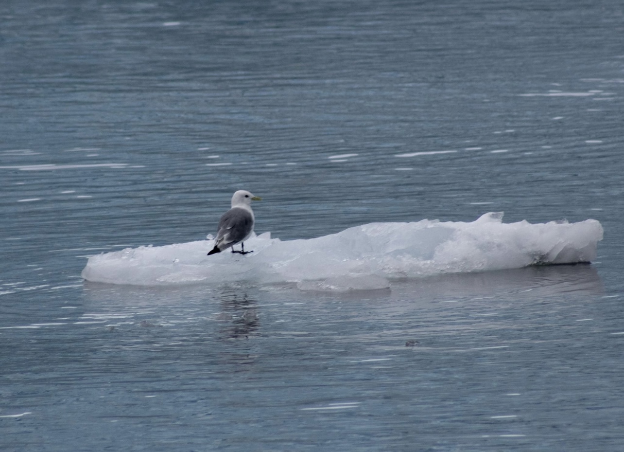 Black-legged Kittiwake