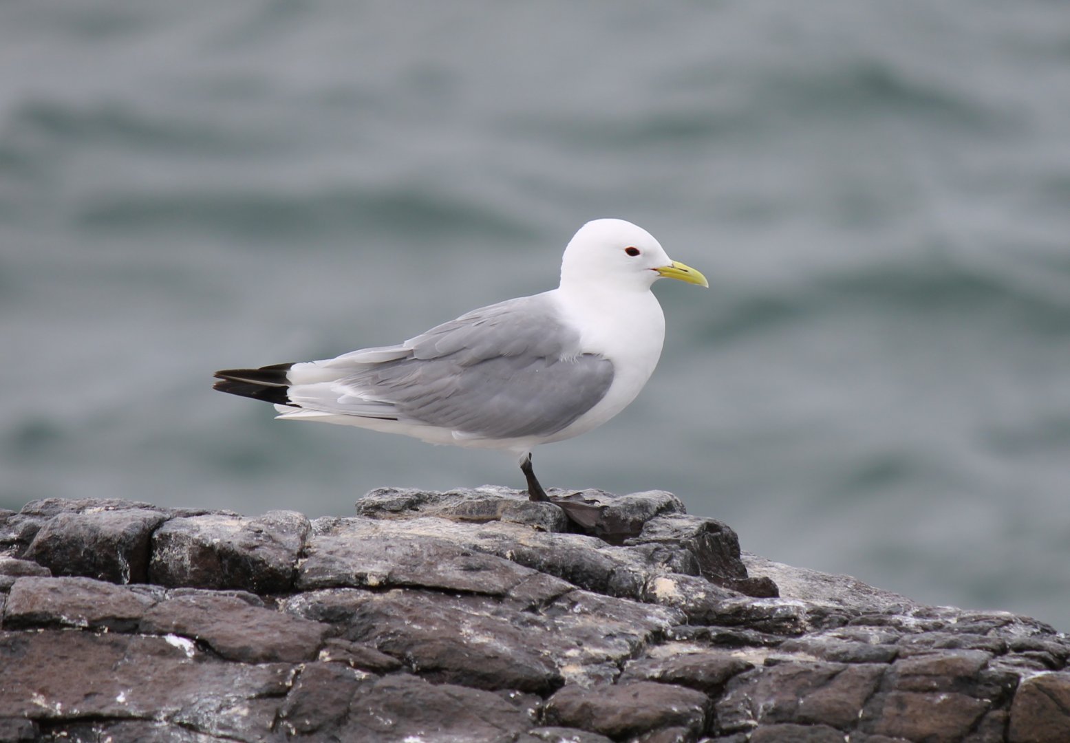 Black-legged Kittiwake