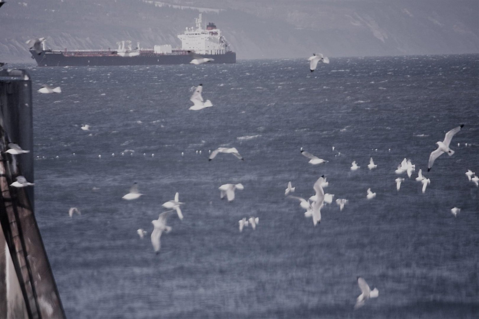 Black-legged Kittiwakes - Alaska