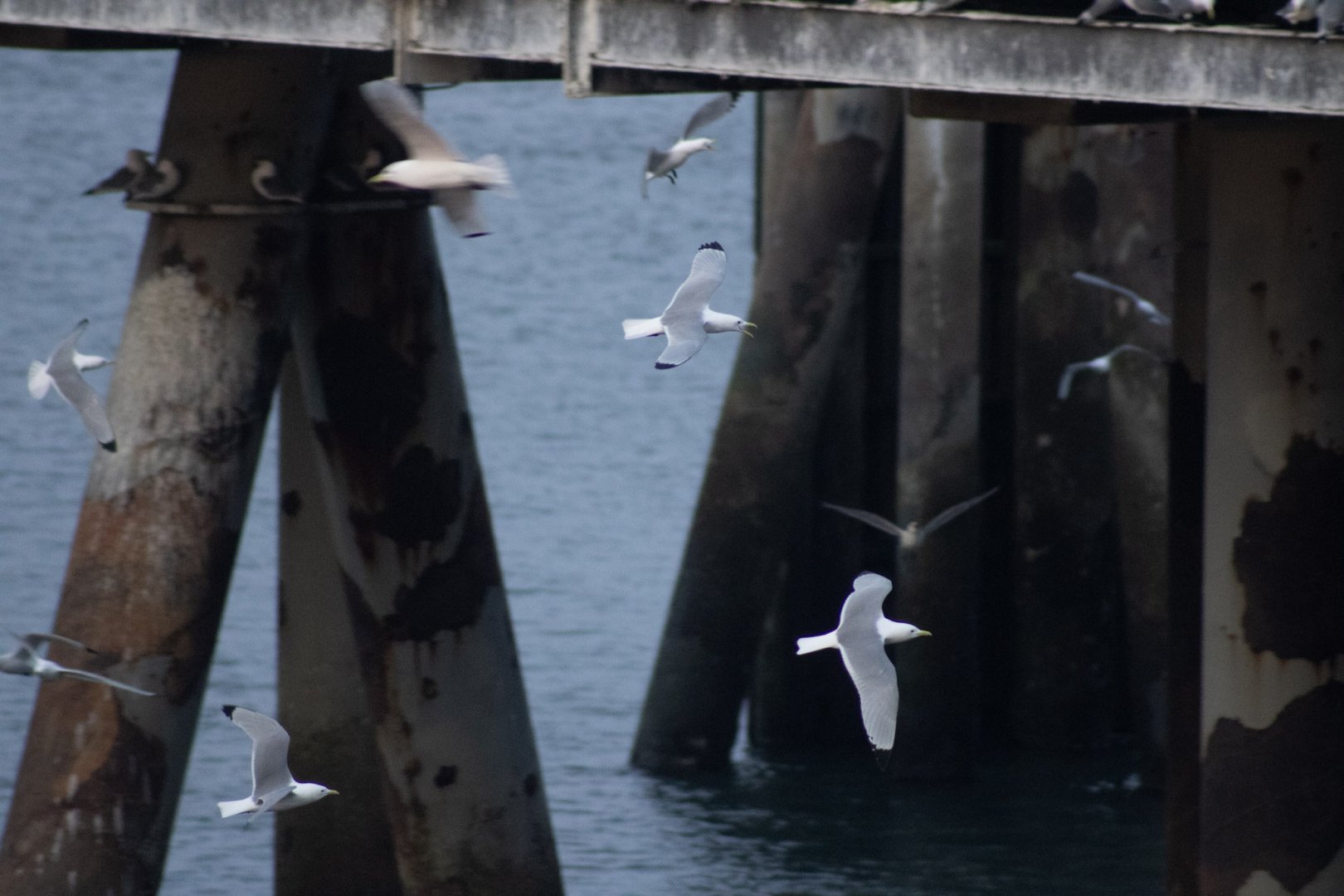 Black-legged Kittiwakes - Alaska
