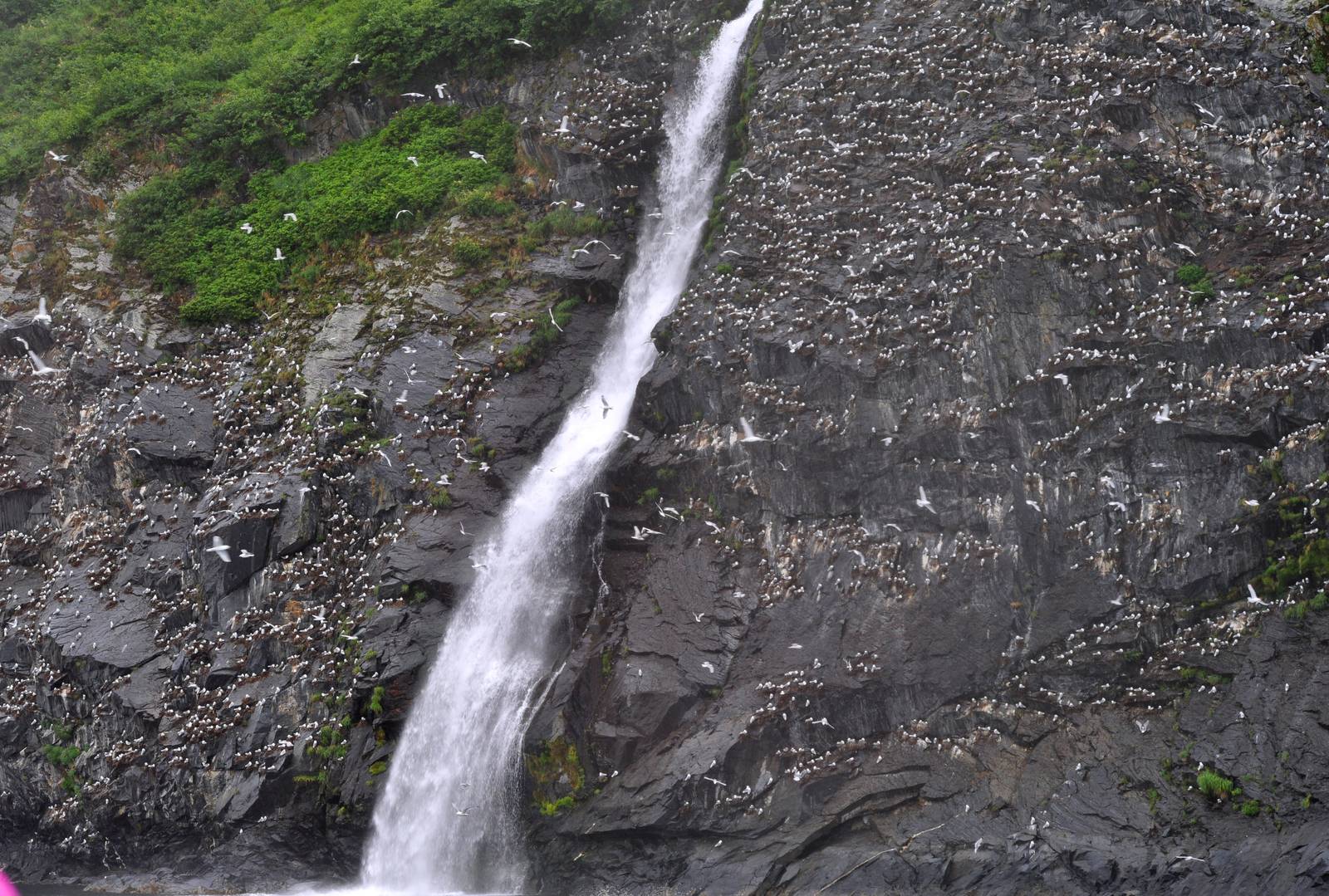 Black-legged Kittiwakes