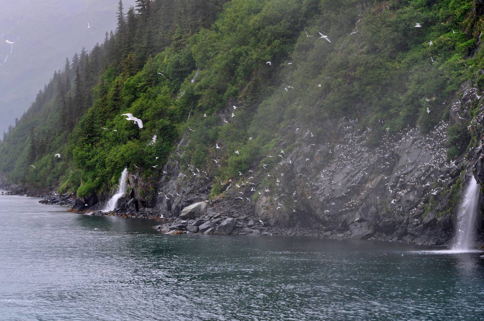 Black-legged Kittiwakes