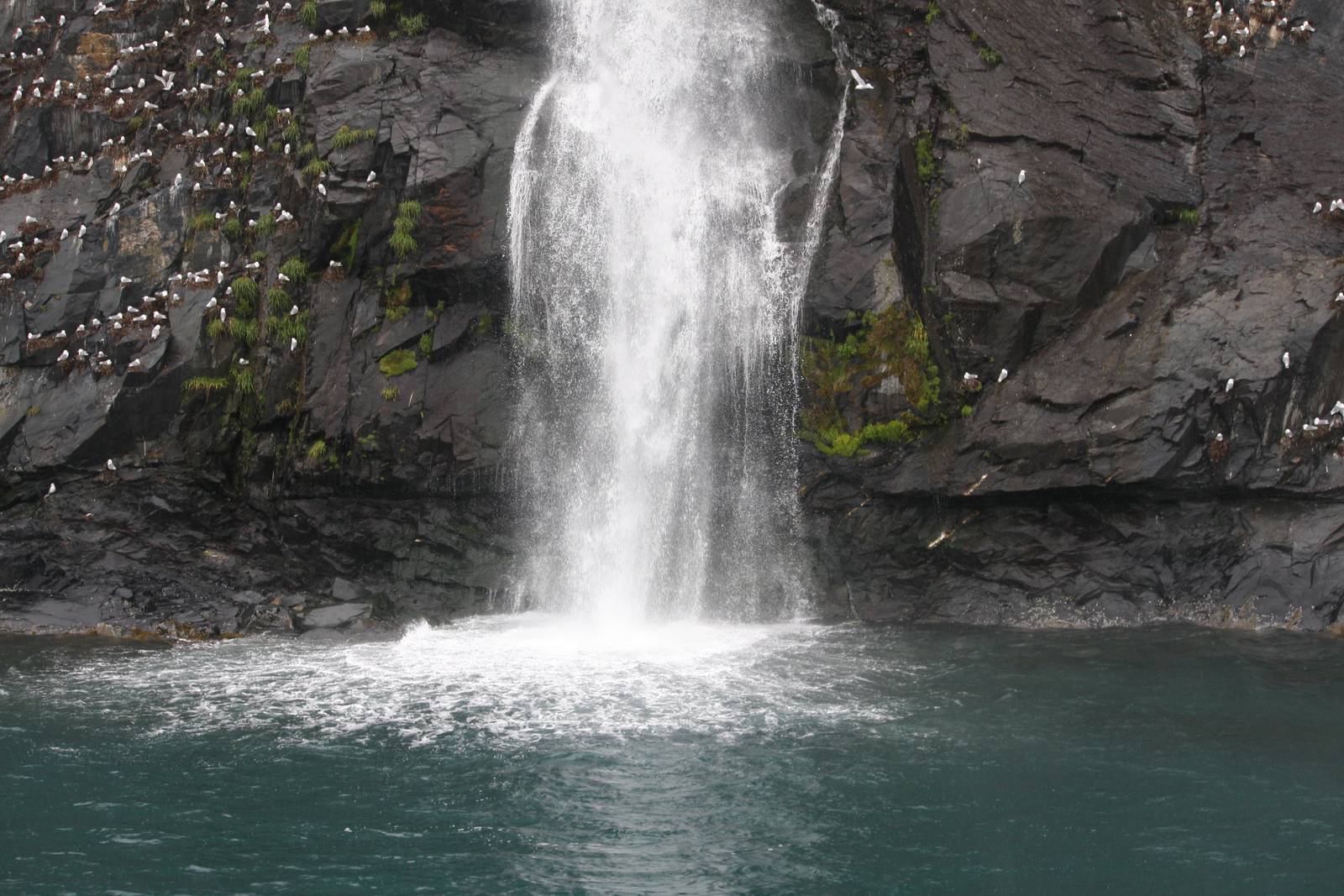 Black-legged Kittiwakes