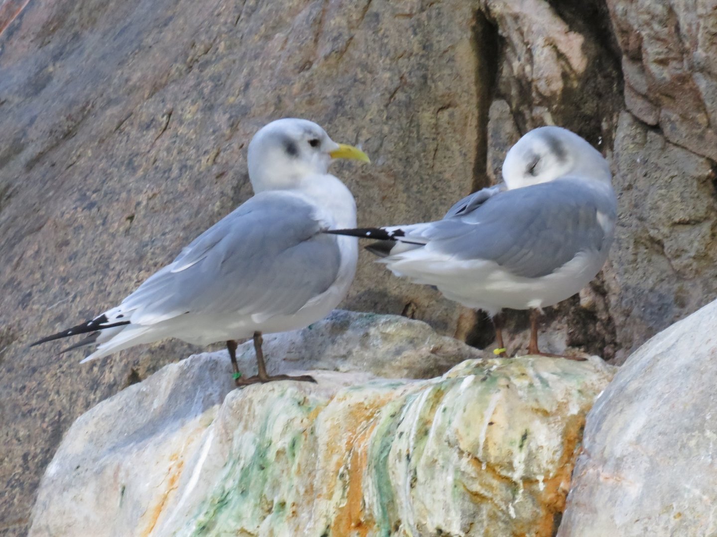 Black-legged kittiwakes