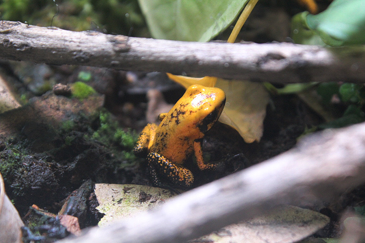 Black-legged poison dart frog (Phyllobates bicolor) - Private facility