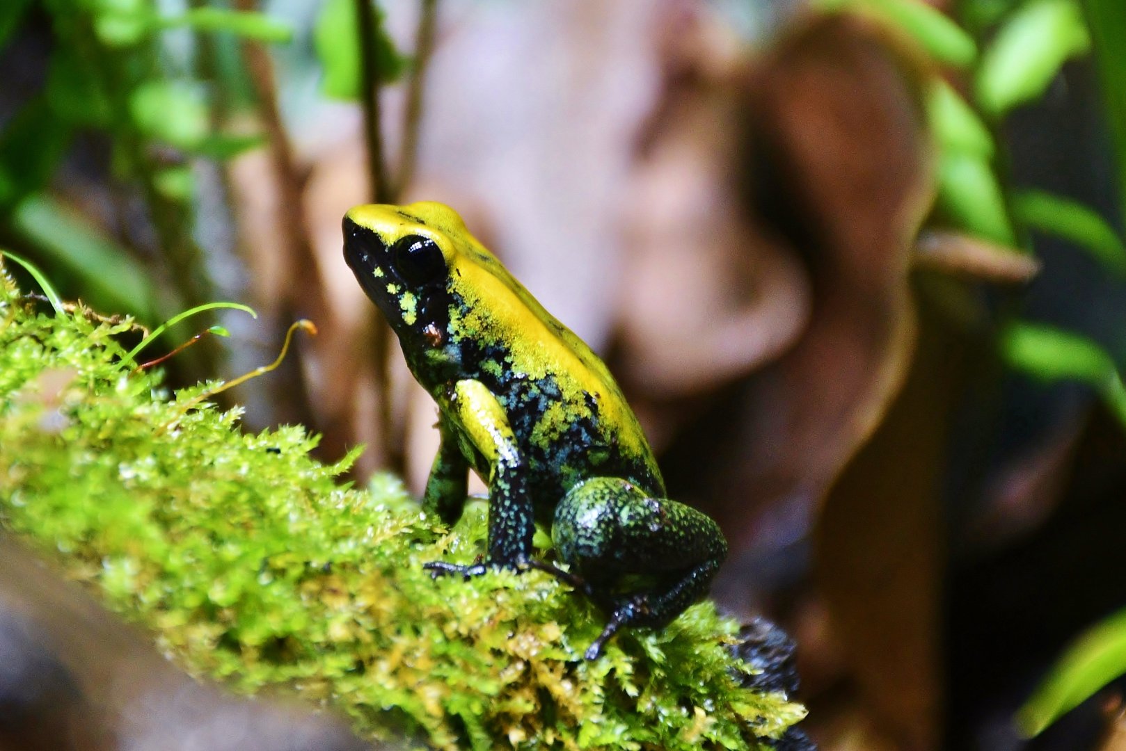 Black-legged Poison Dart Frog (Phyllobates bicolor)