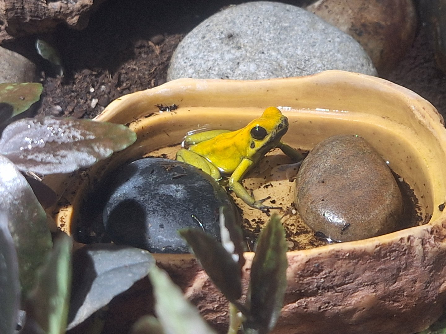 Black-legged Poison Dart Frog