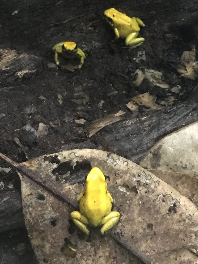 Black-legged poison dart frogs
