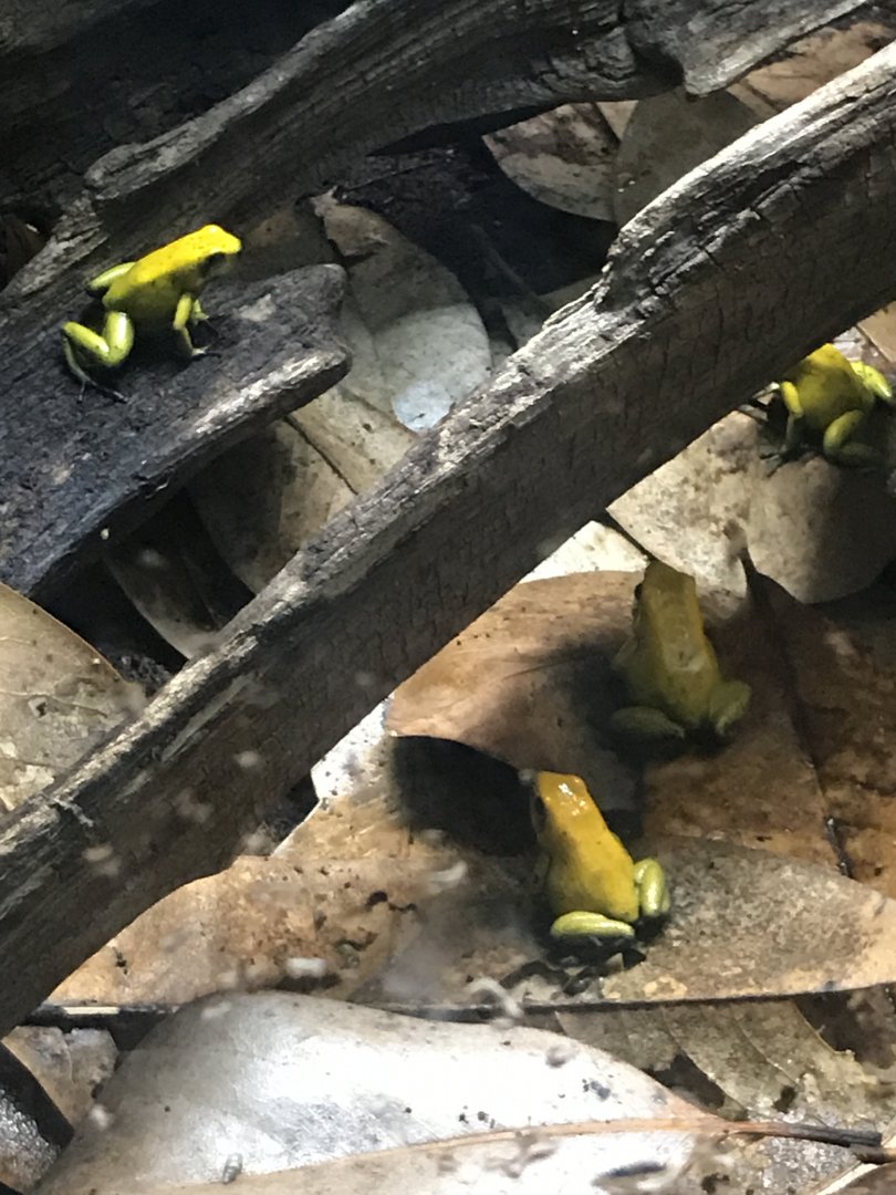Black-legged poison dart frogs