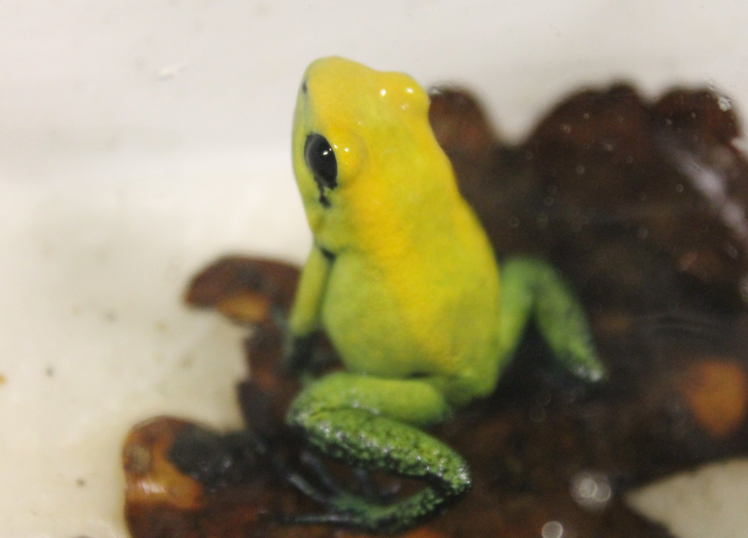 Black-legged poison frog - Phyllobates bicolor