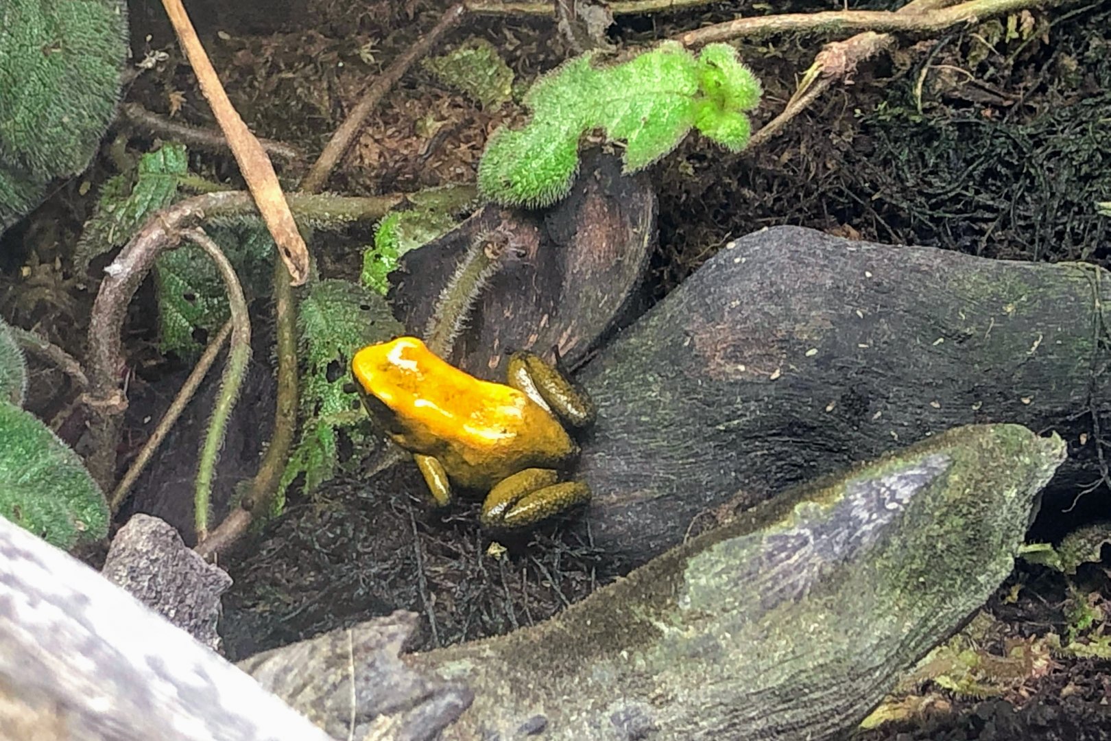 Black-legged Poison Frog