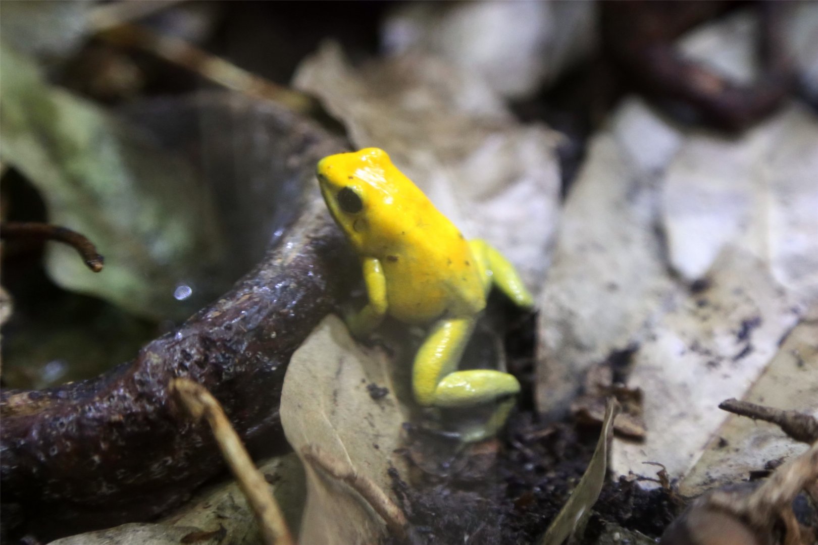 Black-legged Poison Frog