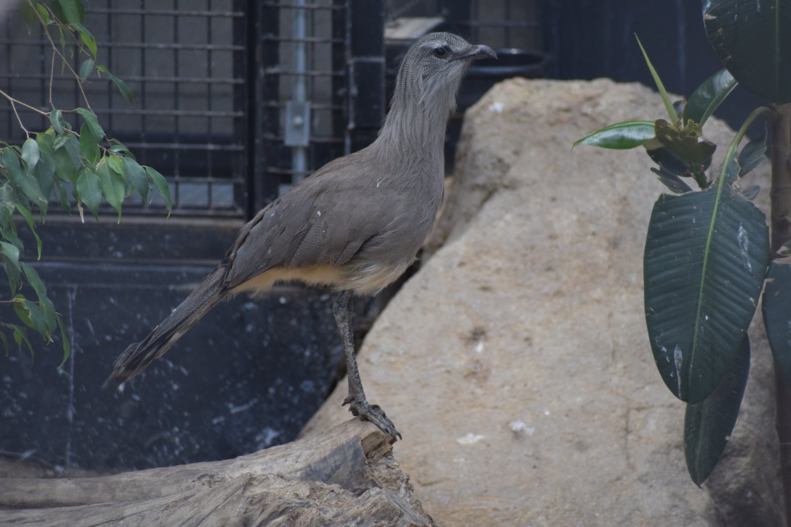 Black-legged seriama