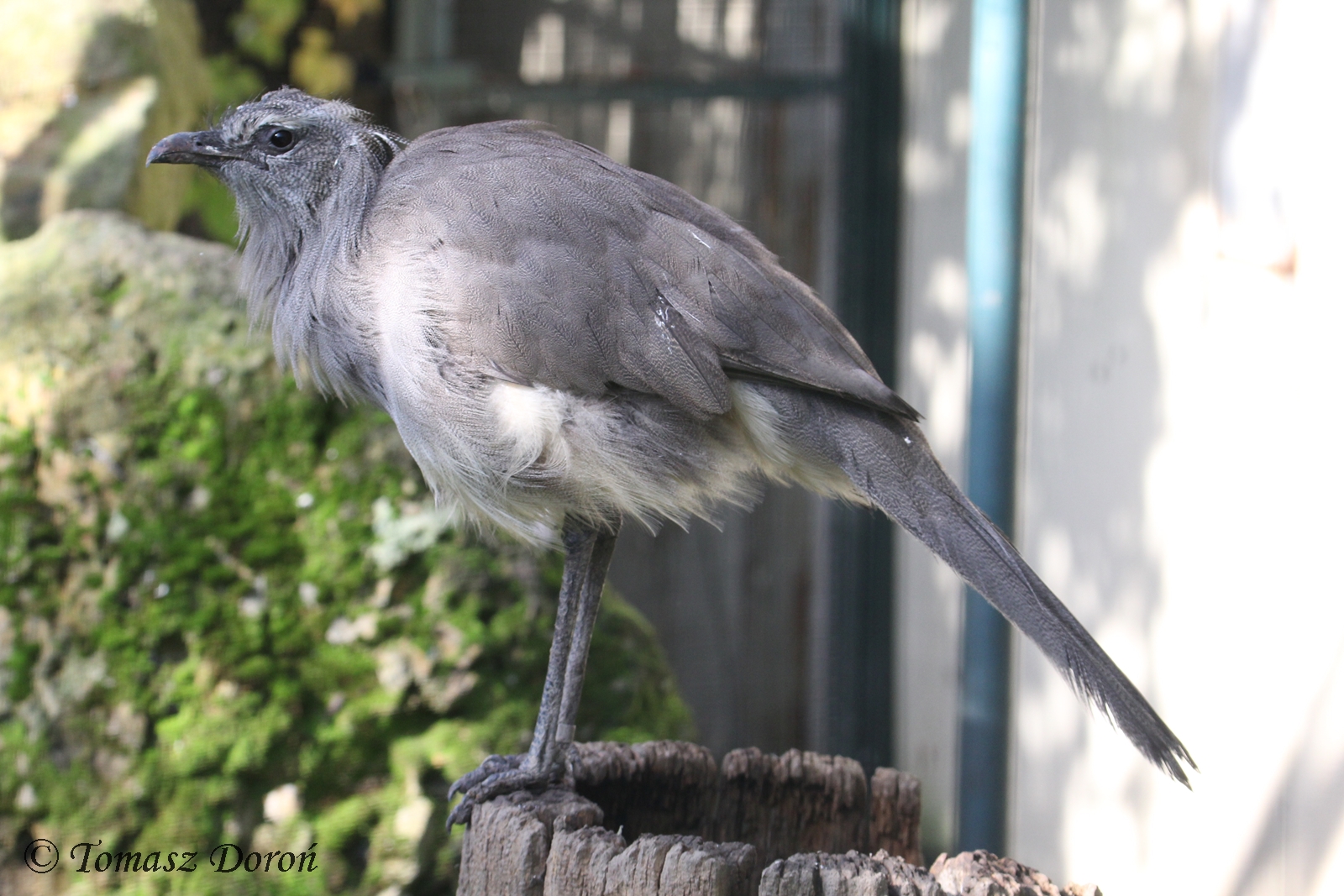 Black-legged Seriema (Chunga burmeisteri), October 2017