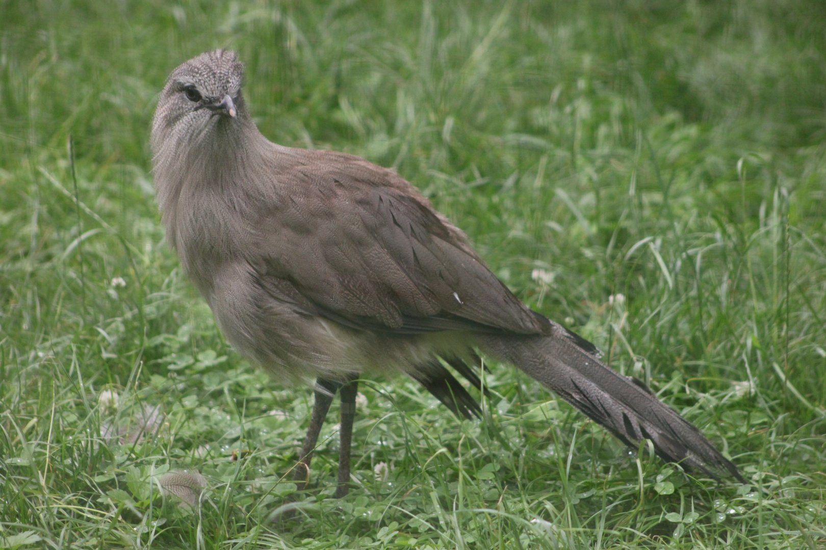 Black-legged seriema (Chunga burmeisteri)