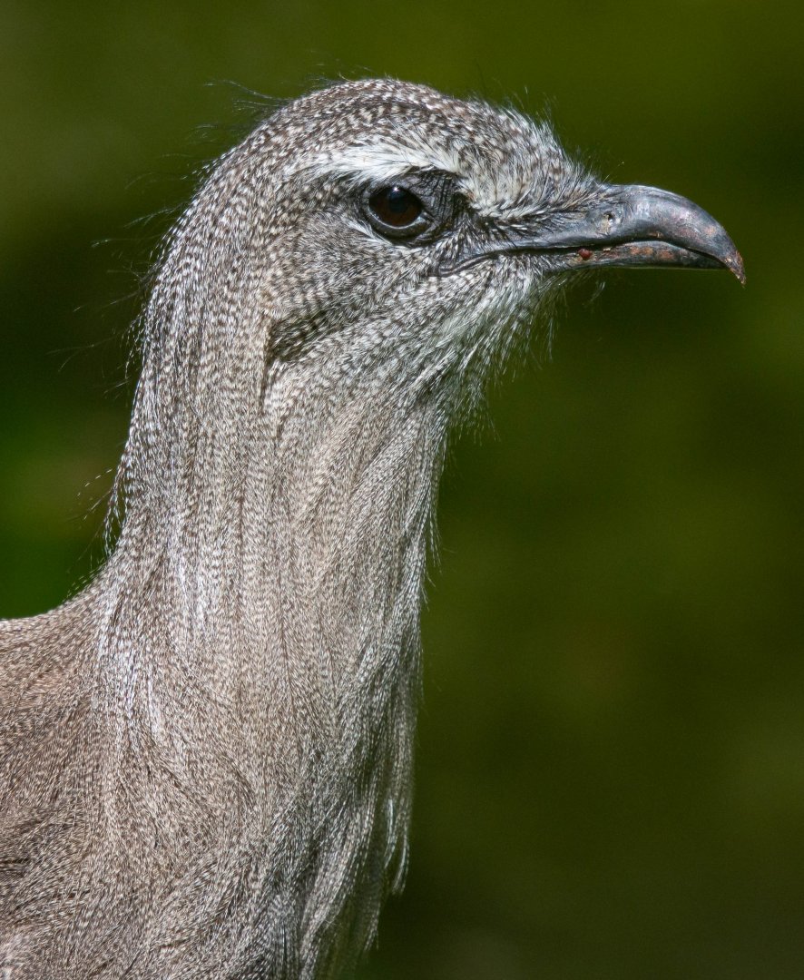 Black-legged seriema (Chunga burmeisteri)