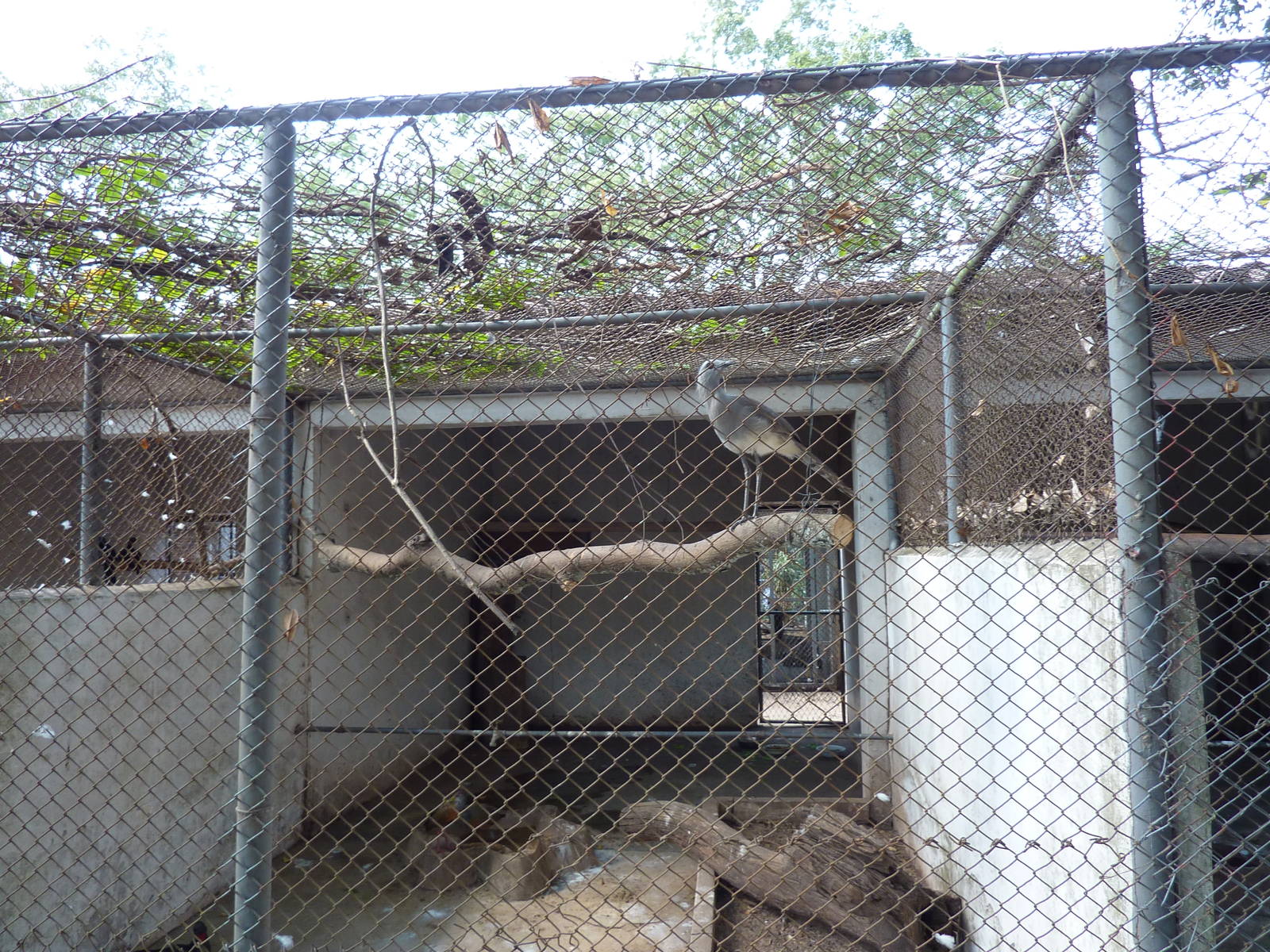 Black-legged seriema enclosure