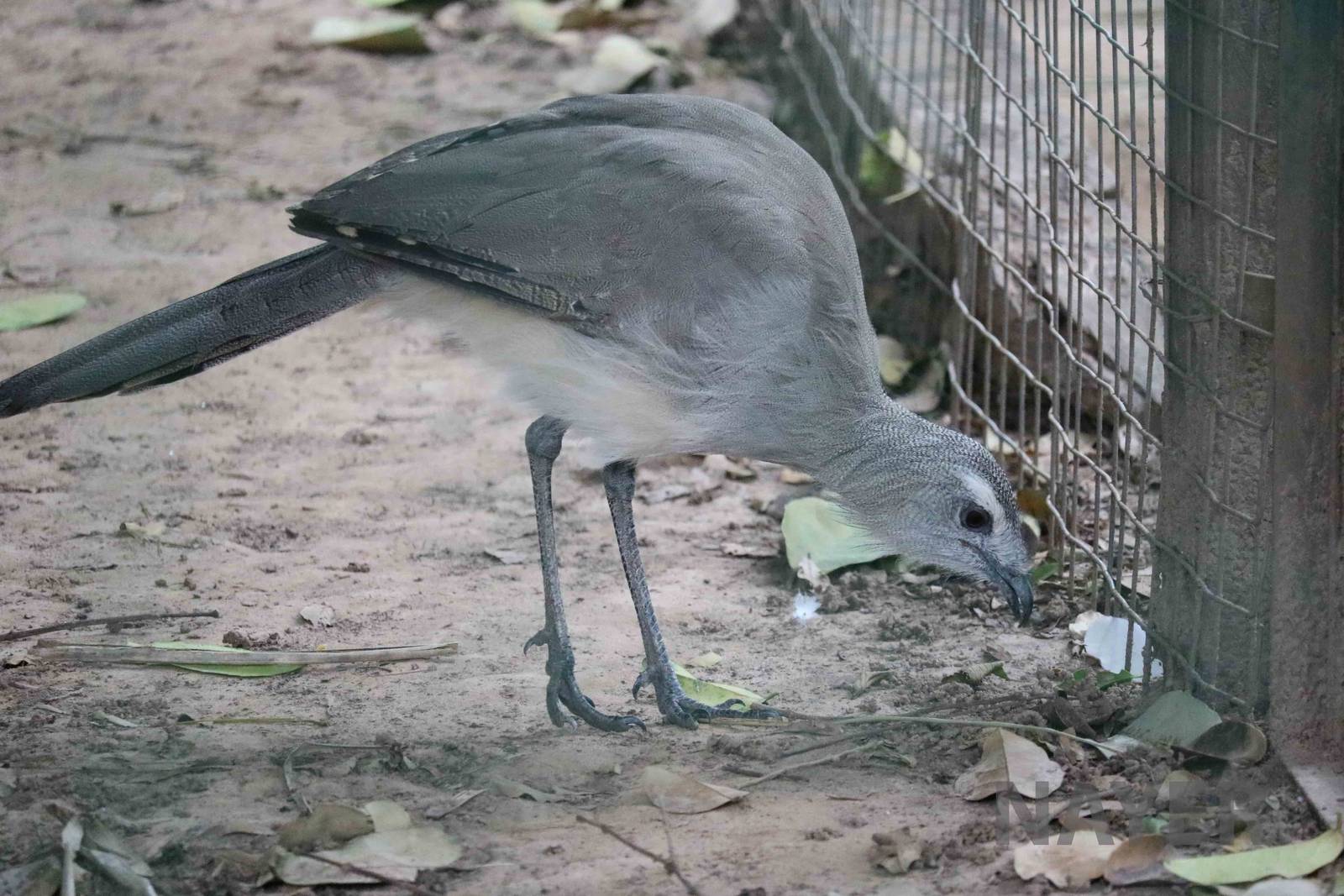 Black-legged seriema, March 2016
