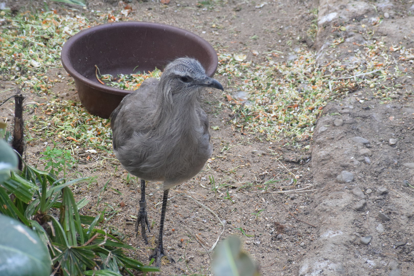 Black-legged seriema - September 2023