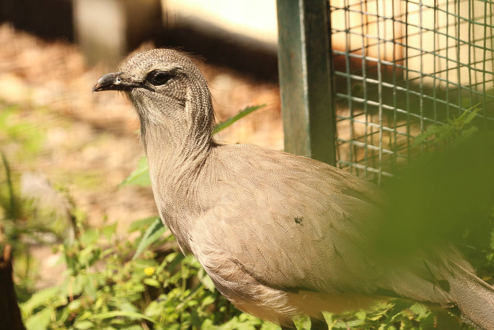 Black-legged seriema, Zlin Zoo, July 2016
