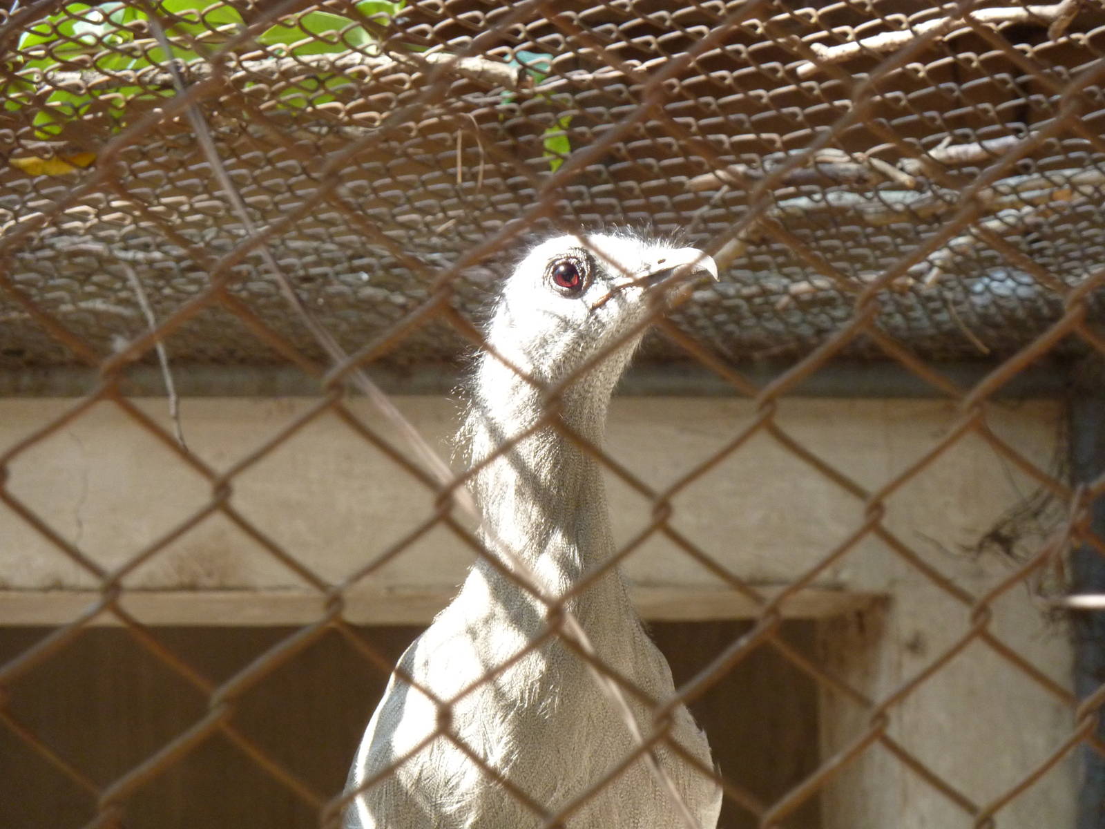Black-legged seriema