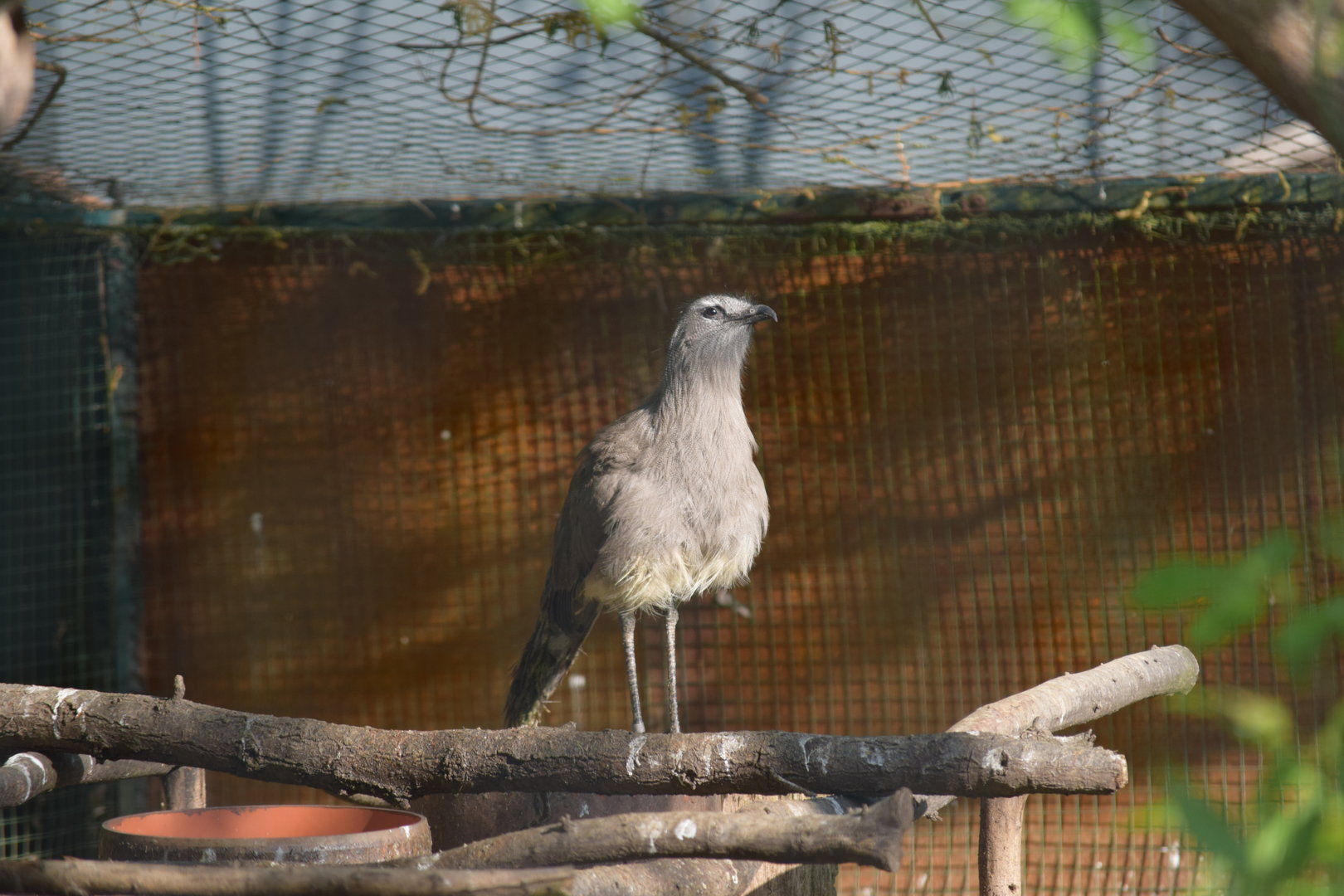 Black-legged Seriema