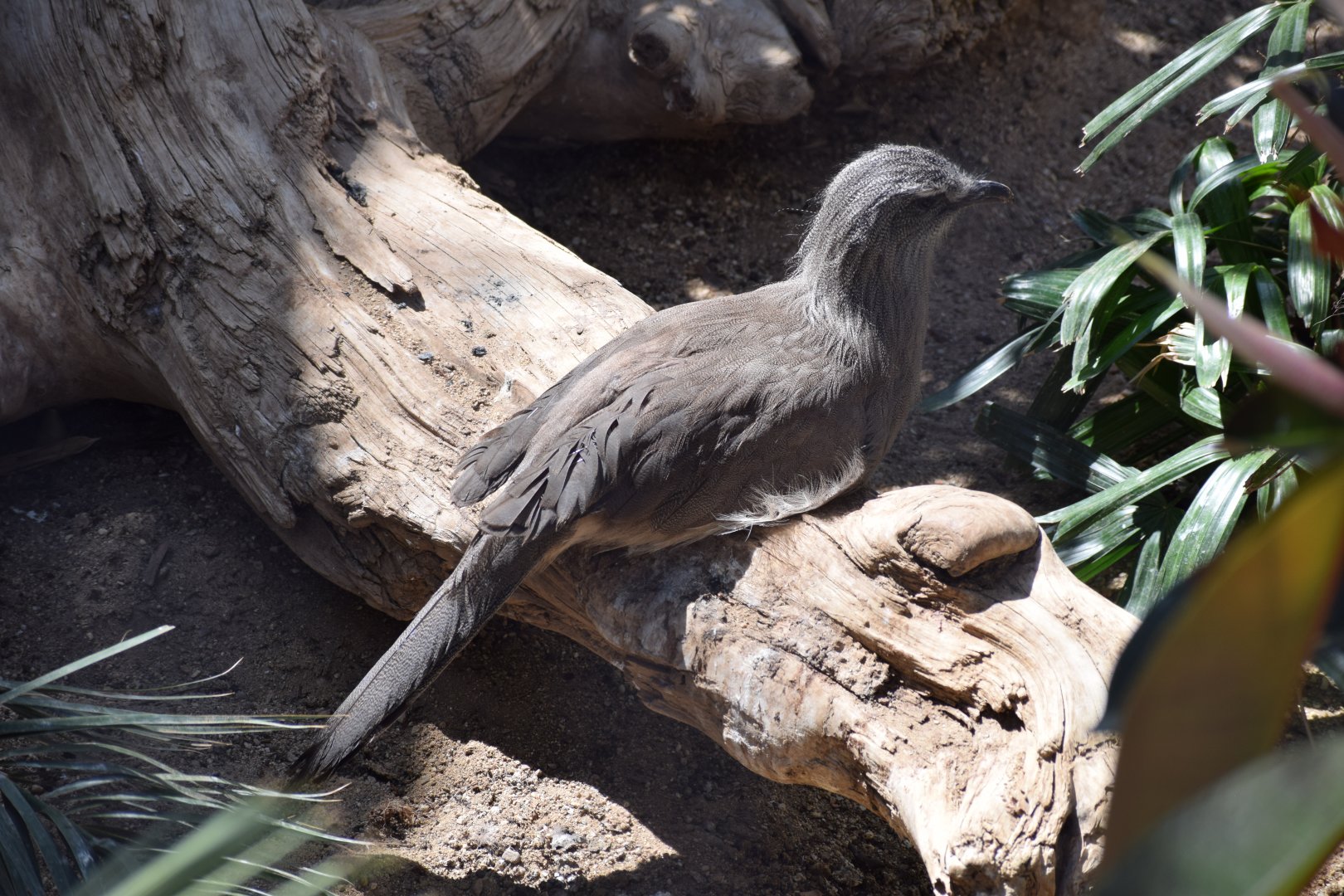 Black-legged seriema