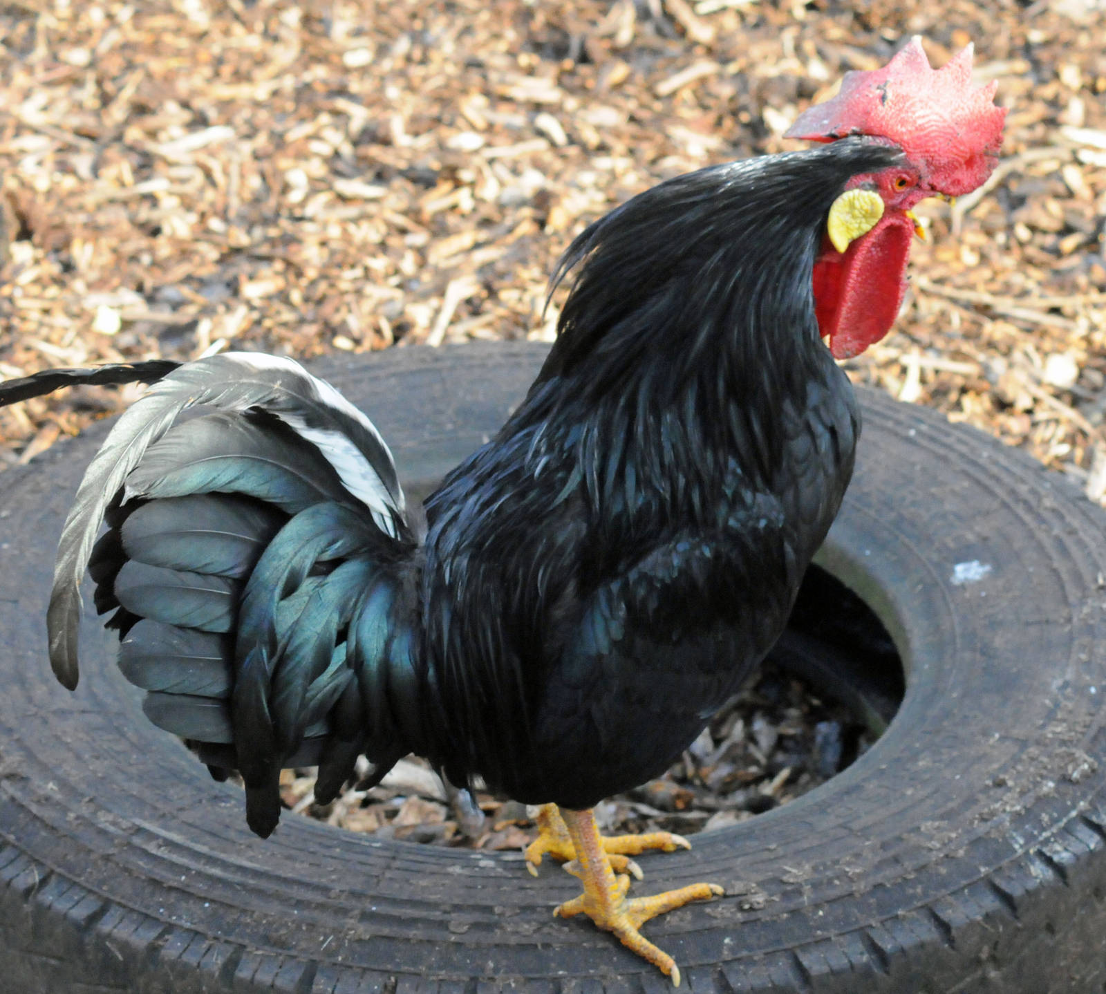 Black Leghorn Rooster