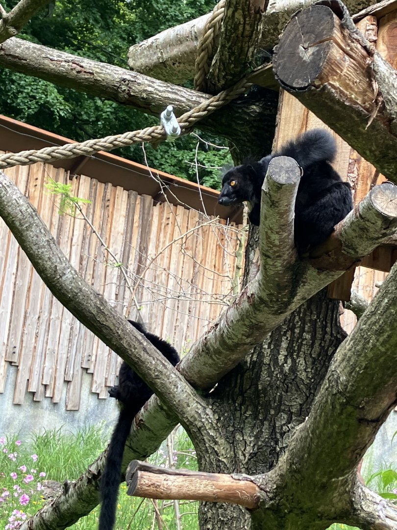 Black lemur 01/07/2024