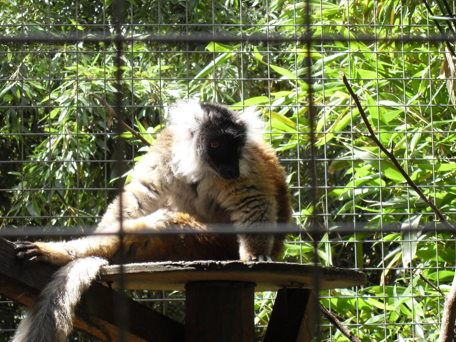 black lemur 07/10