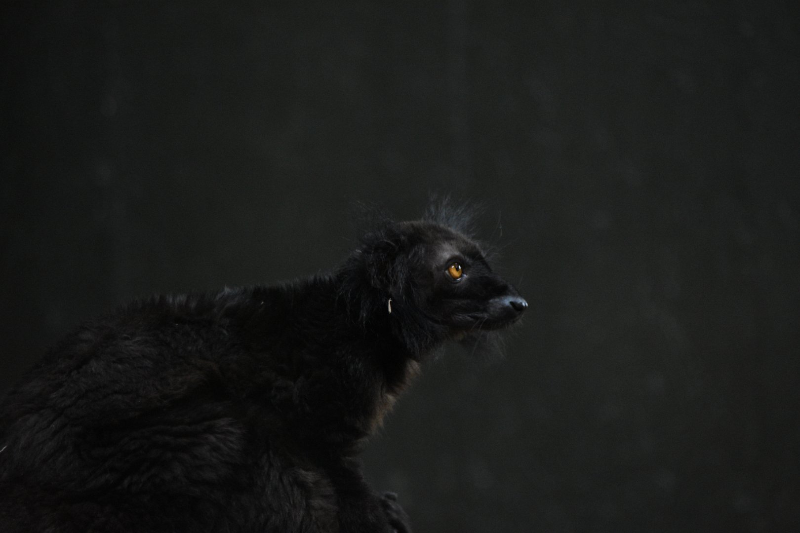 Black lemur - 08/07/20