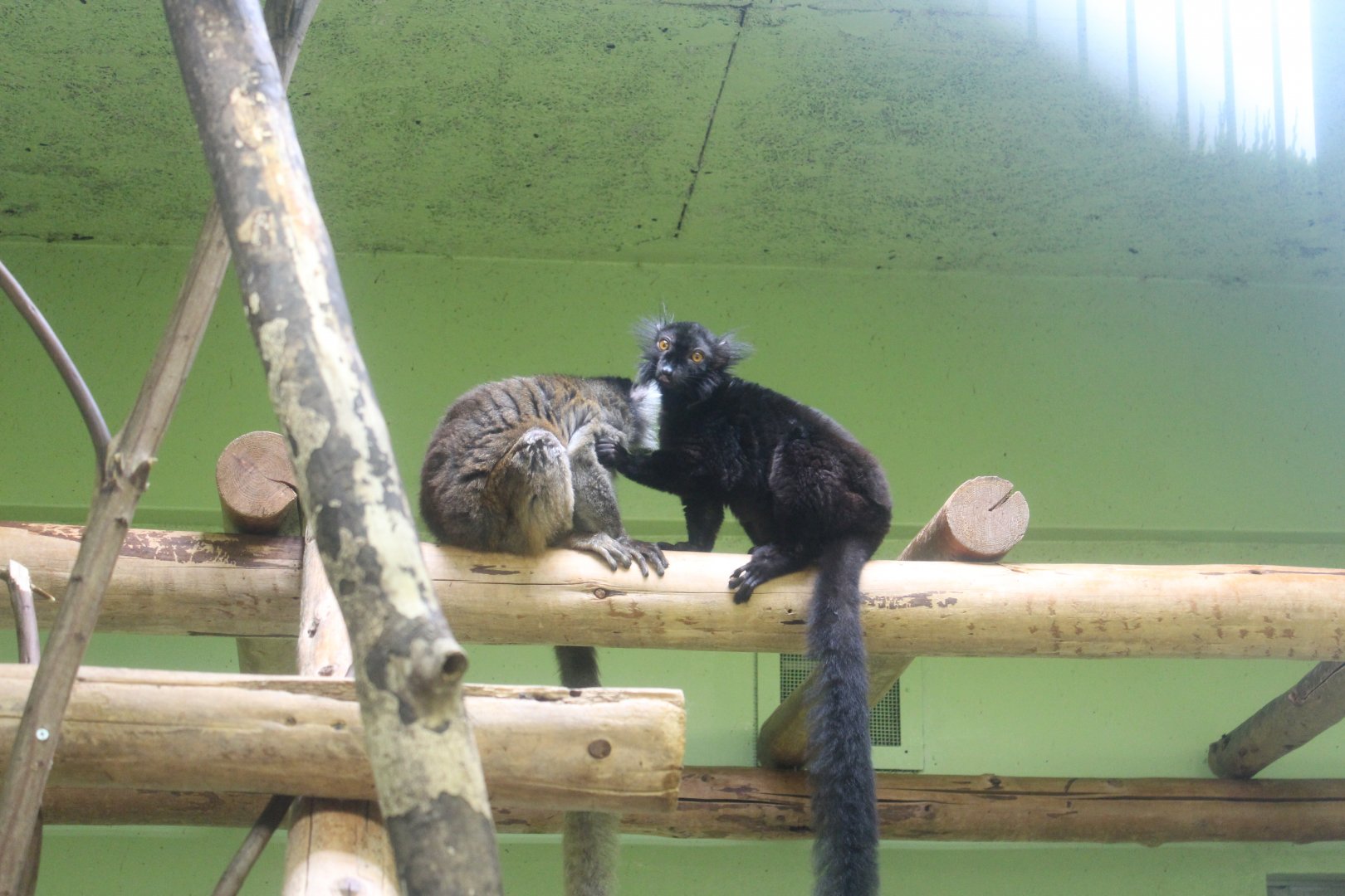 Black lemur and brown lemur