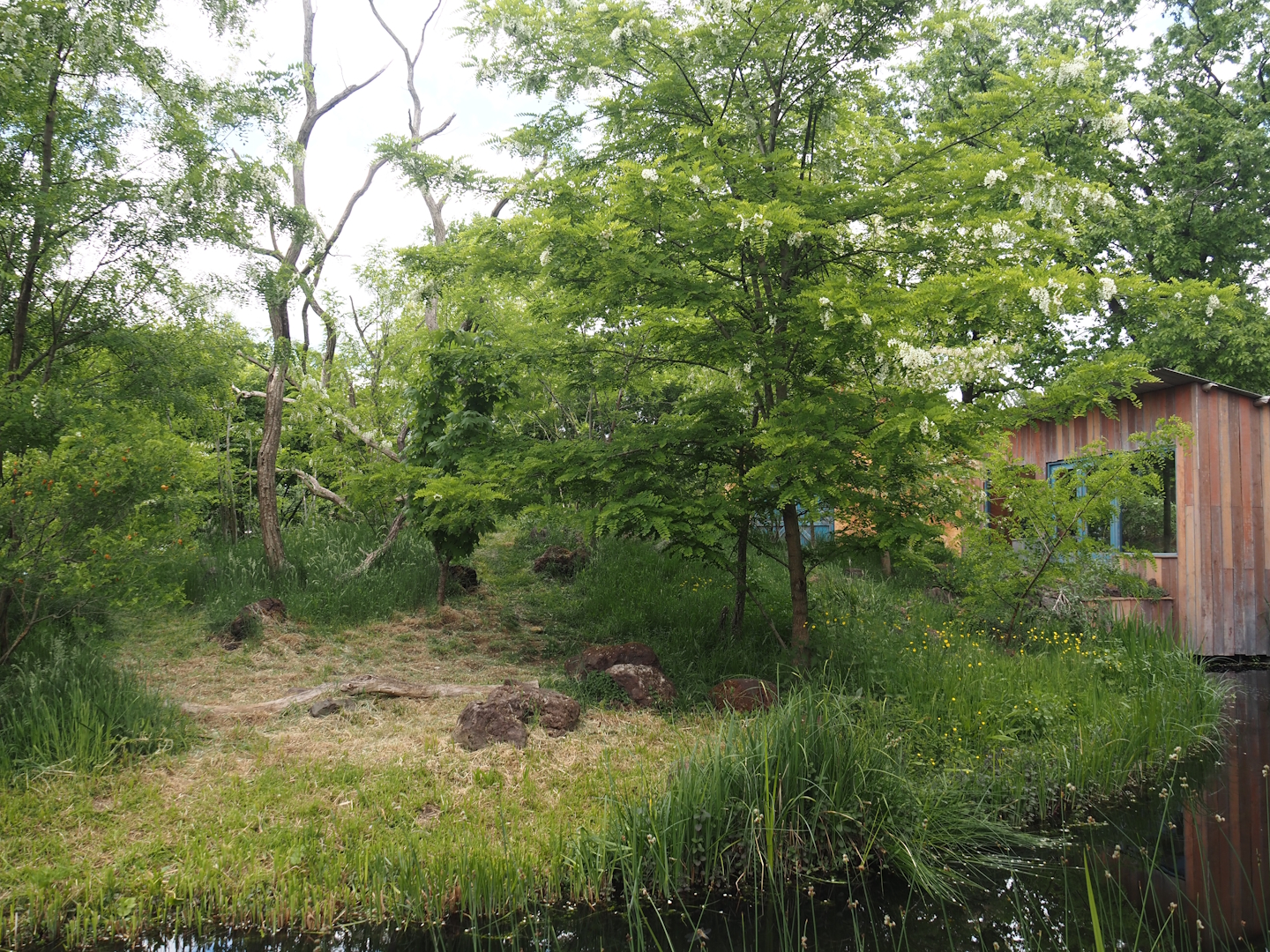 Black lemur and Ring-tailed lemur island, 2025-05-17