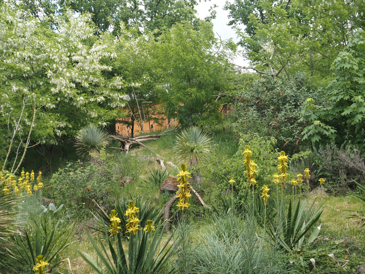 Black lemur and Ring-tailed lemur island, 2025-05-17