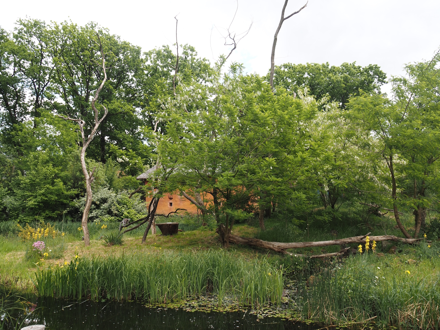 Black lemur and Ring-tailed lemur island, 2025-05-17