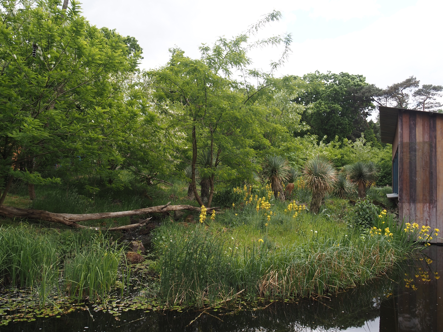 Black lemur and Ring-tailed lemur island, 2025-05-17