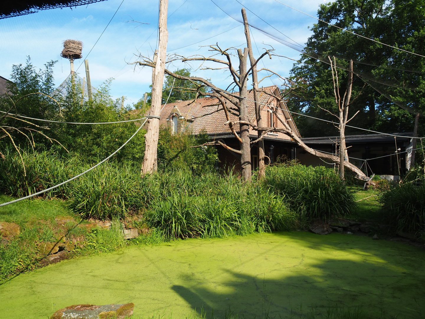 Black lemur and Ring-tailed lemur walk-through exhibit, 2020-06-12