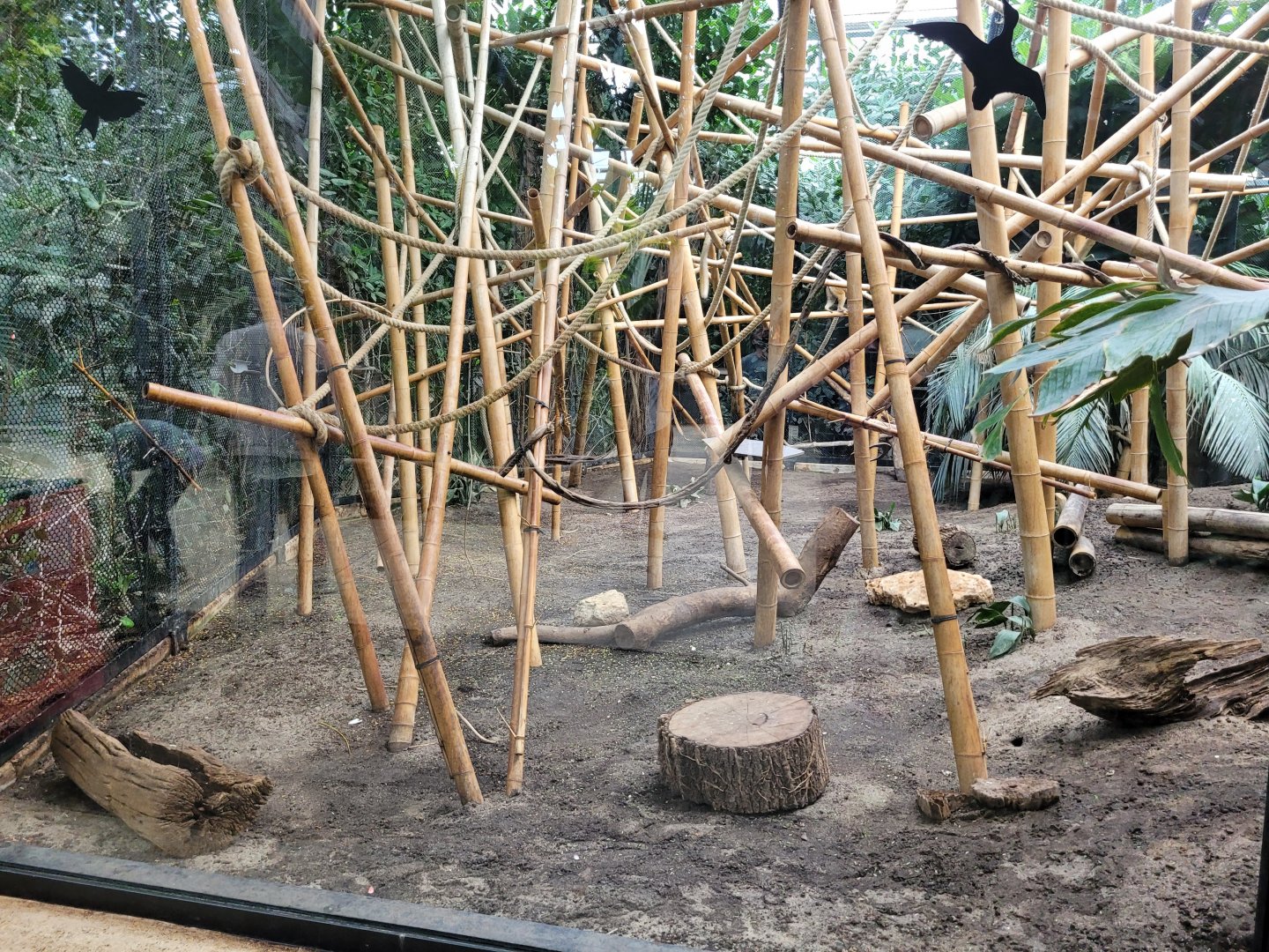 Black lemur and Straw-colored fruit bat exhibit -Parc Zoologique de Paris (2022)