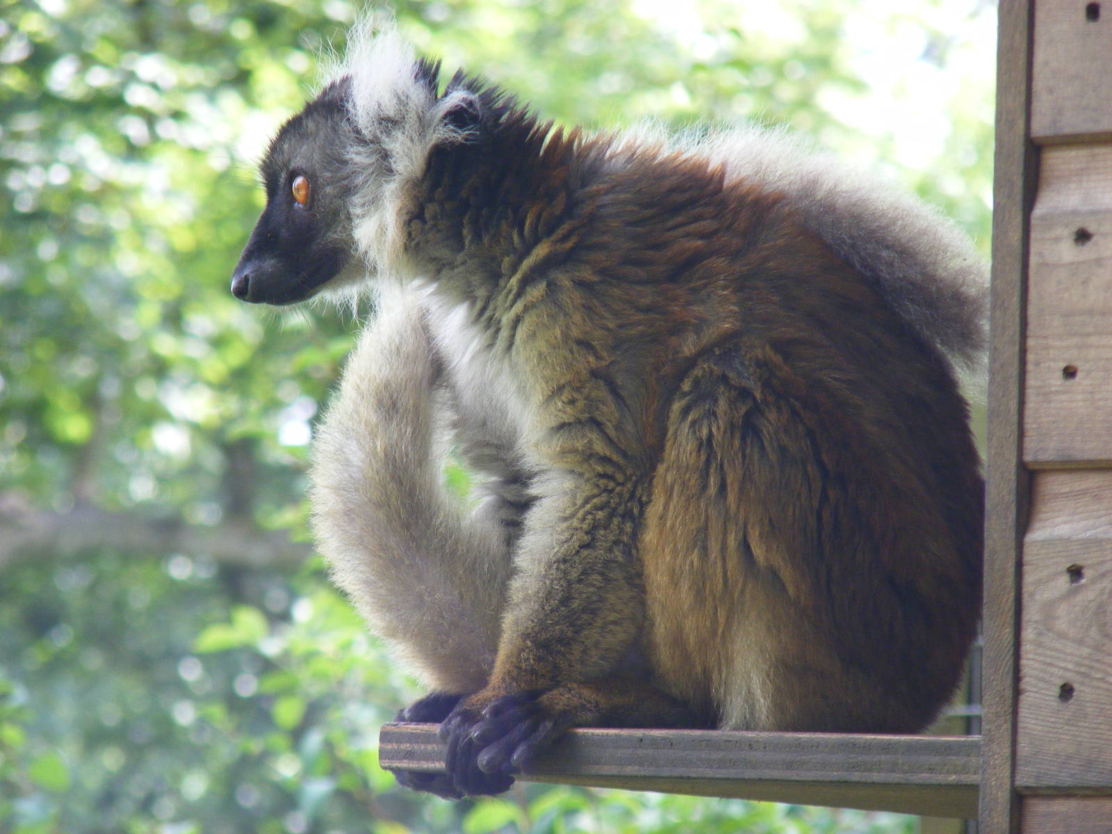 Black lemur at Dudley Zoo, 28 August 2010