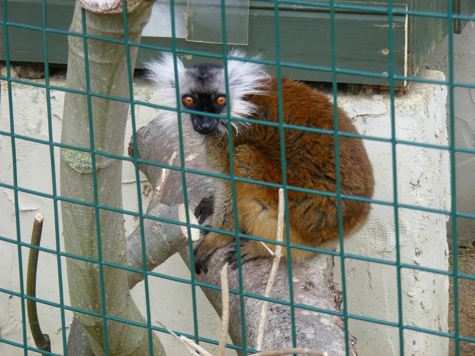 Black lemur at Isle of Wight Zoo, 5 April 2010