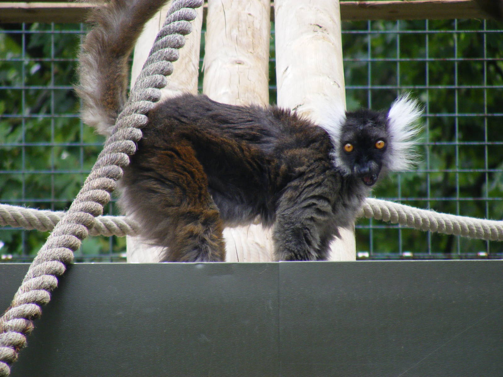 Black lemur at Paradise Wildlife Park, 5 September 2010