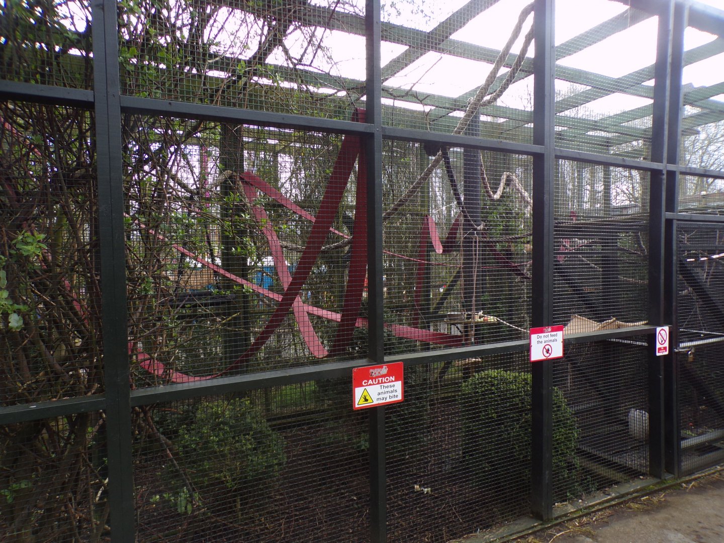 Black lemur enclosure 12.4.24