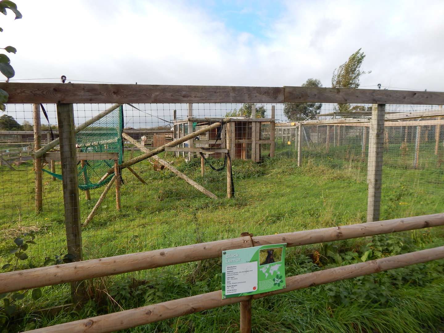 Black lemur enclosure 231022